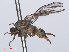  ( - RMNH.INS.557279)  @11 [ ] CreativeCommons - Attribution Non-Commercial Share-Alike (2013) Unspecified Naturalis Biodiversity Center