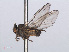  ( - RMNH.INS.557283)  @12 [ ] CreativeCommons - Attribution Non-Commercial Share-Alike (2013) Unspecified Naturalis Biodiversity Center