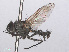  ( - RMNH.INS.557310)  @11 [ ] CreativeCommons - Attribution Non-Commercial Share-Alike (2013) Unspecified Naturalis Biodiversity Center