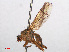  (Scathophaga lutaria - RMNH.INS.557321)  @14 [ ] CreativeCommons - Attribution Non-Commercial Share-Alike (2013) Unspecified Naturalis Biodiversity Center