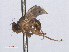  ( - RMNH.INS.557322)  @11 [ ] CreativeCommons - Attribution Non-Commercial Share-Alike (2013) Unspecified Naturalis Biodiversity Center