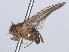  ( - RMNH.INS.557323)  @11 [ ] CreativeCommons - Attribution Non-Commercial Share-Alike (2013) Unspecified Naturalis Biodiversity Center