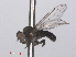  ( - RMNH.INS.559339)  @11 [ ] CreativeCommons - Attribution Non-Commercial Share-Alike (2013) Unspecified Naturalis Biodiversity Center
