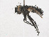 ( - RMNH.INS.559347)  @11 [ ] CreativeCommons - Attribution Non-Commercial Share-Alike (2013) Unspecified Naturalis Biodiversity Center