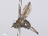  (Notiphila stagnicola - RMNH.INS.559356)  @11 [ ] CreativeCommons - Attribution Non-Commercial Share-Alike (2013) Unspecified Naturalis Biodiversity Center