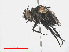  ( - RMNH.INS.559357)  @11 [ ] CreativeCommons - Attribution Non-Commercial Share-Alike (2013) Unspecified Naturalis Biodiversity Center