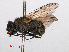  ( - RMNH.INS.559363)  @11 [ ] CreativeCommons - Attribution Non-Commercial Share-Alike (2013) Unspecified Naturalis Biodiversity Center