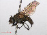  ( - RMNH.INS.559364)  @11 [ ] CreativeCommons - Attribution Non-Commercial Share-Alike (2013) Unspecified Naturalis Biodiversity Center