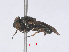  ( - RMNH.INS.559385)  @11 [ ] CreativeCommons - Attribution Non-Commercial Share-Alike (2013) Unspecified Naturalis Biodiversity Center