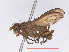  ( - RMNH.INS.559390)  @11 [ ] CreativeCommons - Attribution Non-Commercial Share-Alike (2013) Unspecified Naturalis Biodiversity Center