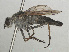  ( - RMNH.INS.559394)  @11 [ ] CreativeCommons - Attribution Non-Commercial Share-Alike (2013) Unspecified Naturalis Biodiversity Center