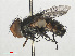  ( - RMNH.INS.559405)  @11 [ ] CreativeCommons - Attribution Non-Commercial Share-Alike (2013) Unspecified Naturalis Biodiversity Center
