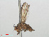 ( - RMNH.INS.559415)  @11 [ ] CreativeCommons - Attribution Non-Commercial Share-Alike (2013) Unspecified Naturalis Biodiversity Center