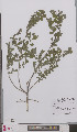  ( - L 0895785)  @11 [ ] CreativeCommons - Attribution Non-Commercial Share-Alike (2012) Naturalis Biodiversity center Naturalis Biodiversity center