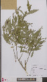  ( - L 0895537)  @11 [ ] CreativeCommons - Attribution Non-Commercial Share-Alike (2012) Naturalis Biodiversity center Naturalis Biodiversity center