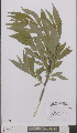  ( - L 0895539)  @11 [ ] CreativeCommons - Attribution Non-Commercial Share-Alike (2012) Naturalis Biodiversity center Naturalis Biodiversity center