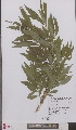  (Salix dasyclados - L 0895542)  @11 [ ] CreativeCommons - Attribution Non-Commercial Share-Alike (2012) Naturalis Biodiversity center Naturalis Biodiversity center