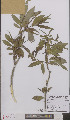  ( - L 0895543)  @11 [ ] CreativeCommons - Attribution Non-Commercial Share-Alike (2012) Naturalis Biodiversity center Naturalis Biodiversity center