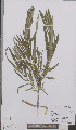  ( - L 0895563)  @11 [ ] CreativeCommons - Attribution Non-Commercial Share-Alike (2012) Naturalis Biodiversity center Naturalis Biodiversity center