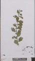 ( - L 0895935)  @11 [ ] CreativeCommons - Attribution Non-Commercial Share-Alike (2012) Naturalis Biodiversity center Naturalis Biodiversity center