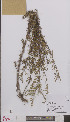  ( - L 0895078)  @11 [ ] CreativeCommons - Attribution Non-Commercial Share-Alike (2012) Naturalis Biodiversity center Naturalis Biodiversity center
