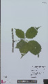  ( - L 0896286)  @11 [ ] CreativeCommons - Attribution Non-Commercial Share-Alike (2012) Naturalis Biodiversity center Naturalis Biodiversity center