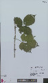  ( - L 0896079)  @11 [ ] CreativeCommons - Attribution Non-Commercial Share-Alike (2012) Naturalis Biodiversity center Naturalis Biodiversity center