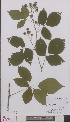  ( - L 0894828)  @11 [ ] CreativeCommons - Attribution Non-Commercial Share-Alike (2012) Naturalis Biodiversity center Naturalis Biodiversity center