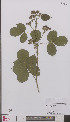  ( - L 0894830)  @11 [ ] CreativeCommons - Attribution Non-Commercial Share-Alike (2012) Naturalis Biodiversity center Naturalis Biodiversity center