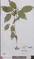  ( - L 0893982)  @11 [ ] CreativeCommons - Attribution Non-Commercial Share-Alike (2012) Naturalis Biodiversity center Naturalis Biodiversity center