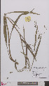  ( - L 0894043)  @11 [ ] CreativeCommons - Attribution Non-Commercial Share-Alike (2012) Naturalis Biodiversity center Naturalis Biodiversity center