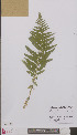  ( - L 0894119)  @11 [ ] CreativeCommons - Attribution Non-Commercial Share-Alike (2012) Naturalis Biodiversity center Naturalis Biodiversity center