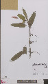  ( - L 0894117)  @11 [ ] CreativeCommons - Attribution Non-Commercial Share-Alike (2012) Naturalis Biodiversity center Naturalis Biodiversity center