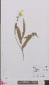  ( - L 0894115)  @11 [ ] CreativeCommons - Attribution Non-Commercial Share-Alike (2012) Naturalis Biodiversity center Naturalis Biodiversity center