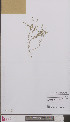  ( - L 0894098)  @11 [ ] CreativeCommons - Attribution Non-Commercial Share-Alike (2012) Naturalis Biodiversity center Naturalis Biodiversity center