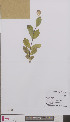  ( - L 0894211)  @11 [ ] CreativeCommons - Attribution Non-Commercial Share-Alike (2012) Naturalis Biodiversity center Naturalis Biodiversity center