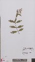  ( - L 0894240)  @11 [ ] CreativeCommons - Attribution Non-Commercial Share-Alike (2012) Naturalis Biodiversity center Naturalis Biodiversity center