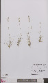  ( - L 0894283)  @11 [ ] CreativeCommons - Attribution Non-Commercial Share-Alike (2012) Naturalis Biodiversity center Naturalis Biodiversity center