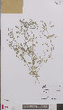  (Fumaria officinalis - L 0894309)  @11 [ ] CreativeCommons - Attribution Non-Commercial Share-Alike (2012) Naturalis Biodiversity center Naturalis Biodiversity center