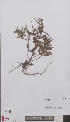  ( - L 0894318)  @11 [ ] CreativeCommons - Attribution Non-Commercial Share-Alike (2012) Naturalis Biodiversity center Naturalis Biodiversity center