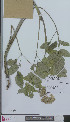  ( - L 0894694)  @11 [ ] CreativeCommons - Attribution Non-Commercial Share-Alike (2012) Naturalis Biodiversity center Naturalis Biodiversity center