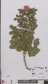  ( - L 0894791)  @11 [ ] CreativeCommons - Attribution Non-Commercial Share-Alike (2012) Naturalis Biodiversity center Naturalis Biodiversity center
