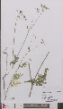  ( - L 0894836)  @11 [ ] CreativeCommons - Attribution Non-Commercial Share-Alike (2012) Naturalis Biodiversity center Naturalis Biodiversity center