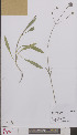  ( - L 0894894)  @11 [ ] CreativeCommons - Attribution Non-Commercial Share-Alike (2012) Naturalis Biodiversity center Naturalis Biodiversity center