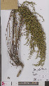  ( - L 0894892)  @11 [ ] CreativeCommons - Attribution Non-Commercial Share-Alike (2012) Naturalis Biodiversity center Naturalis Biodiversity center