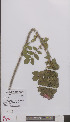  ( - L 0894891)  @11 [ ] CreativeCommons - Attribution Non-Commercial Share-Alike (2012) Naturalis Biodiversity center Naturalis Biodiversity center