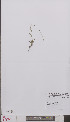  ( - L 0894882)  @11 [ ] CreativeCommons - Attribution Non-Commercial Share-Alike (2012) Naturalis Biodiversity center Naturalis Biodiversity center
