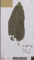  ( - L 0894948)  @11 [ ] CreativeCommons - Attribution Non-Commercial Share-Alike (2012) Naturalis Biodiversity center Naturalis Biodiversity center