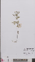  ( - L 0895007)  @11 [ ] CreativeCommons - Attribution Non-Commercial Share-Alike (2012) Naturalis Biodiversity center Naturalis Biodiversity center