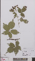  ( - L 0894981)  @11 [ ] CreativeCommons - Attribution Non-Commercial Share-Alike (2012) Naturalis Biodiversity center Naturalis Biodiversity center